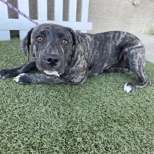 Photo of Tiger Lily, adoptable Pit Bull Terrier in Modesto, California