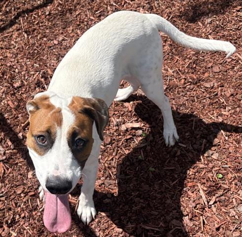 Photo of Hache, adoptable Terrier in Panama City, Florida