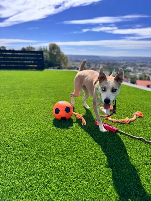 Photo of Stevie Licks, adoptable American Pit Bull Terrier in San Diego, California