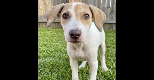Photo of Dexter, adoptable Hound in Grovertown, Indiana