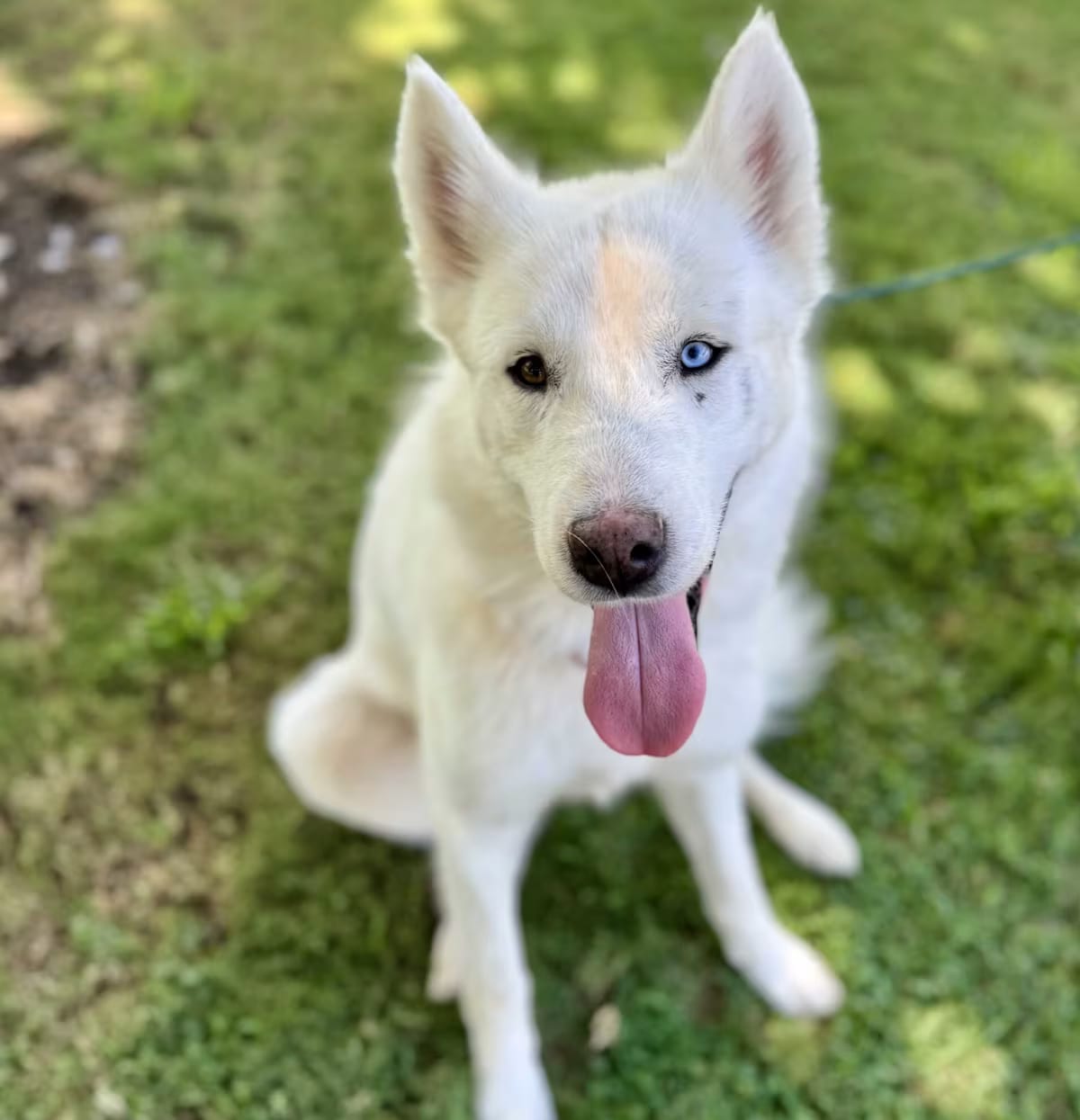 Photo of Jett, adoptable Husky/Shepherd (Unknown Type) in BURBANK, California
