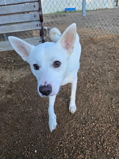 Photo of Sable, adoptable German Shepherd Dog in Killeen, Texas