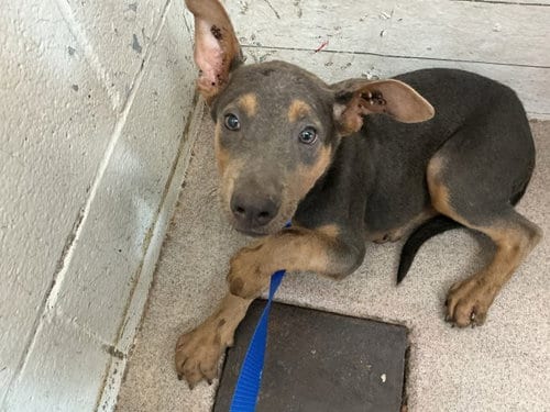 Photo of Cindy, adoptable Doberman Pinscher in San Bernardino, California