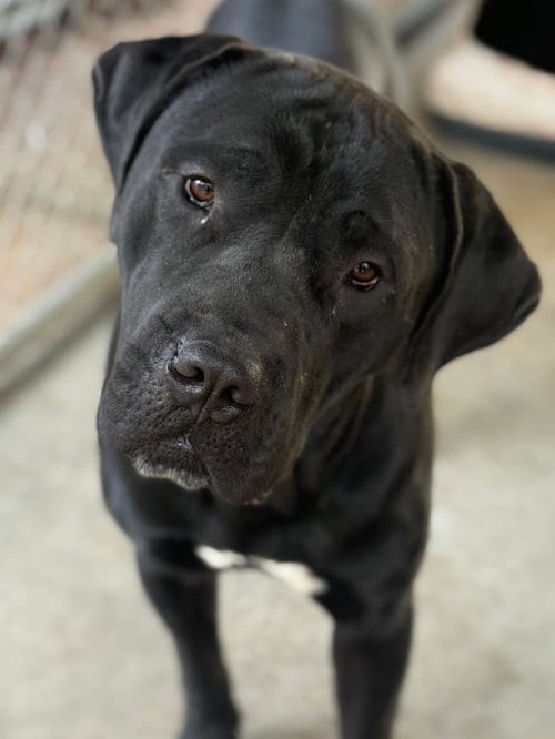 Photo of Odin, adoptable Cane Corso Mastiff in Leavenworth, Kansas