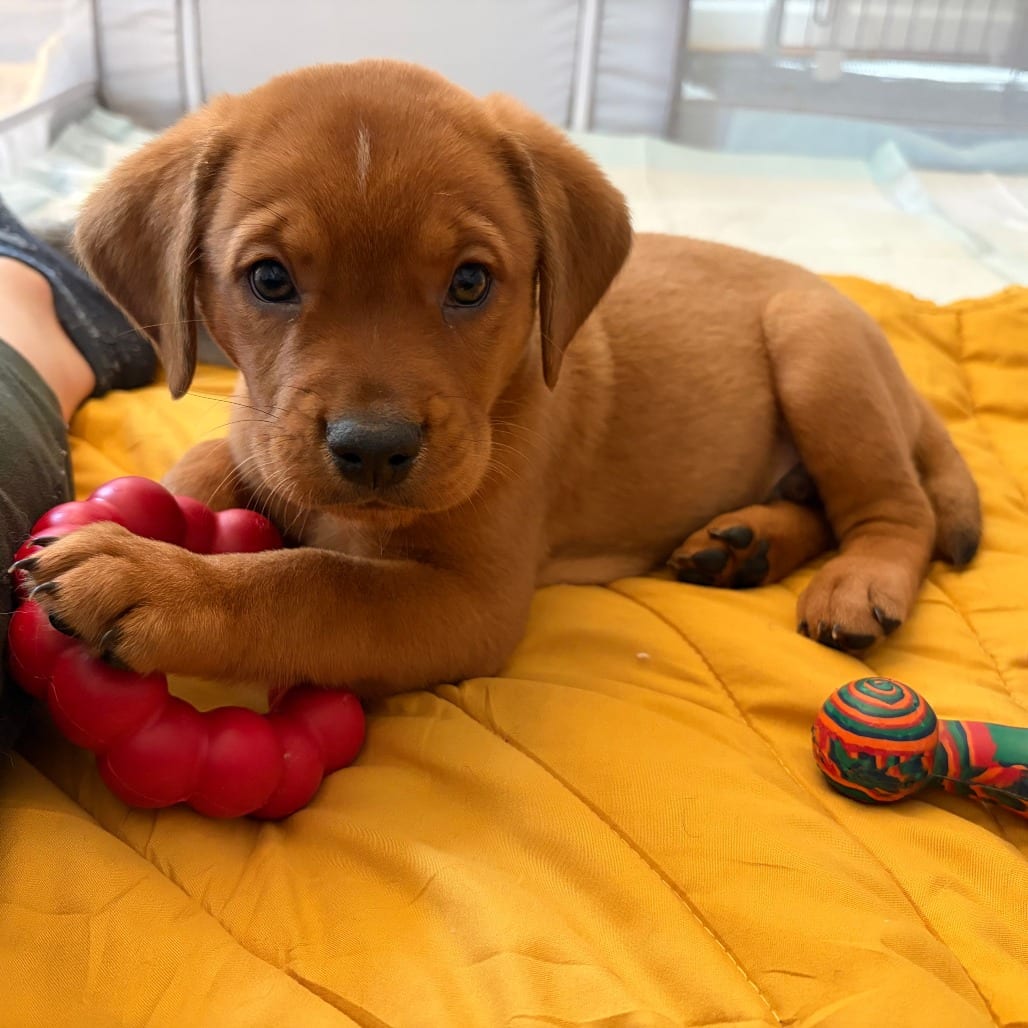 Photo of Oakley, adoptable Hound in Raleigh area, North Carolina