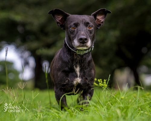 Photo of Smitty, adoptable Dachshund in Willingboro, New Jersey