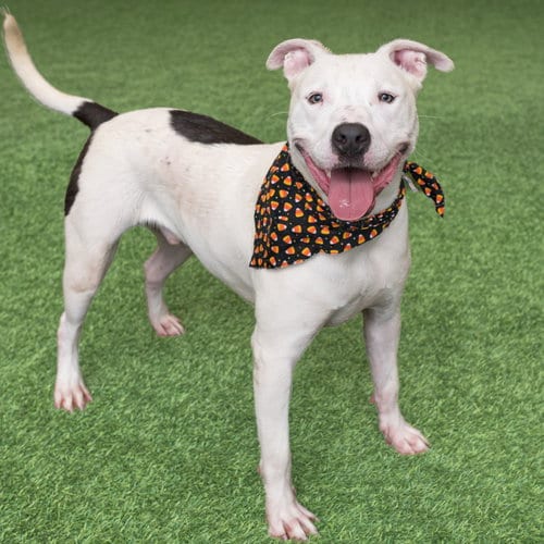 Photo of Russell, adoptable Bull Terrier in Burlingame, California