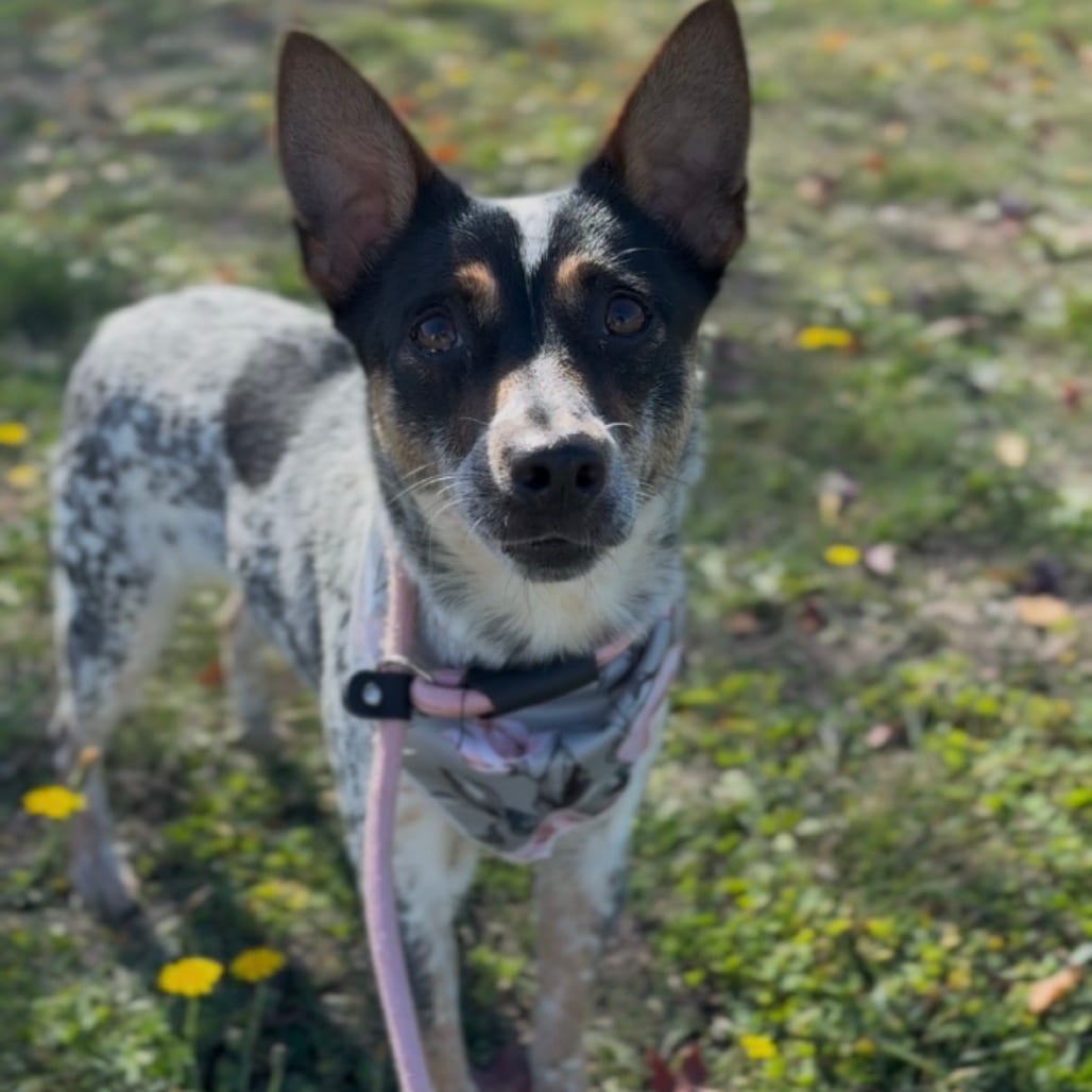 Photo of Jasmine, adoptable Cattle Dog, Australian (Blue Heeler) in Newberg, Oregon