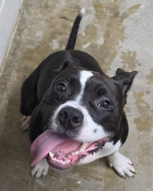 Photo of Lilly, adoptable Bull Terrier in Killeen, Texas