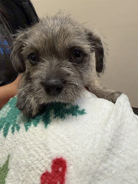 Photo of Sweetie, adoptable French Bulldog in Rancho Cucamonga, California