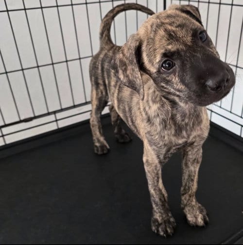 Photo of Doris, adoptable Shepherd in Albion, New York