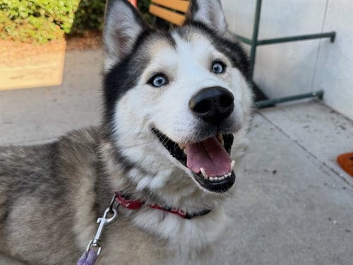 Photo of Muffin, adoptable Siberian Husky in Santa Rosa, California