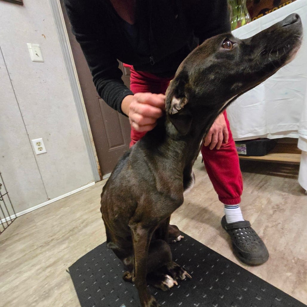 Photo of Zuzu, adoptable Mixed Breed (Medium) in Hinesville, Georgia