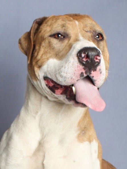 Photo of Andre, adoptable Pit Bull Terrier in Burbank, California
