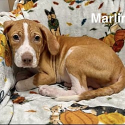 Photo of Marlin meet me 10/17, adoptable Hound (Unknown Type) in East Hartford, Connecticut