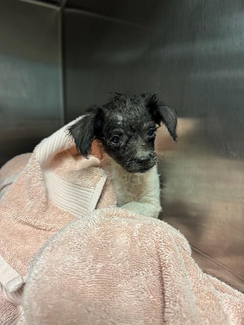 Photo of Lil Z, adoptable Terrier in Riverside, California