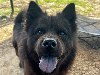 Photo of Katniss, adoptable dog in Georgetown, Texas