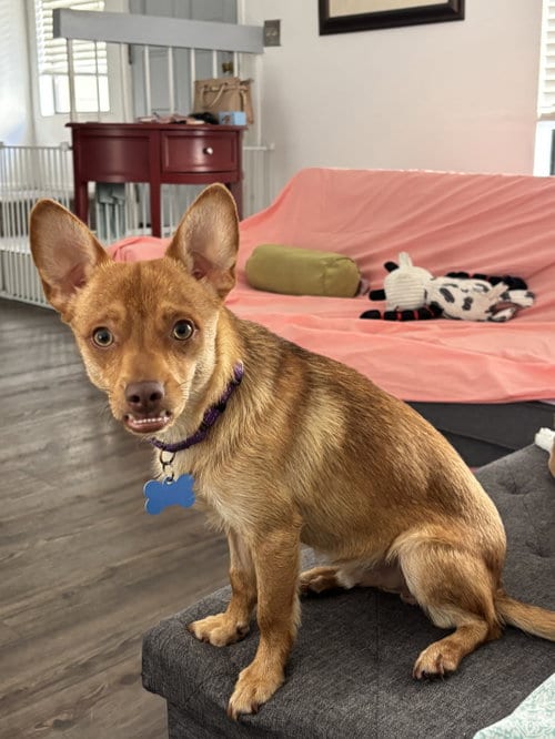 Photo of Redford, adoptable Chihuahua in Menifee, California