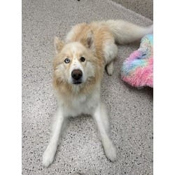 Photo of Apollo, adoptable Husky in Brighton, Colorado