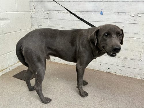 Photo of Thunder, adoptable Labrador Retriever in San Bernardino, California