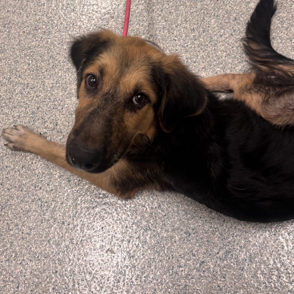 Photo of Banzai, adoptable Shepherd, German in Spartanburg, South Carolina