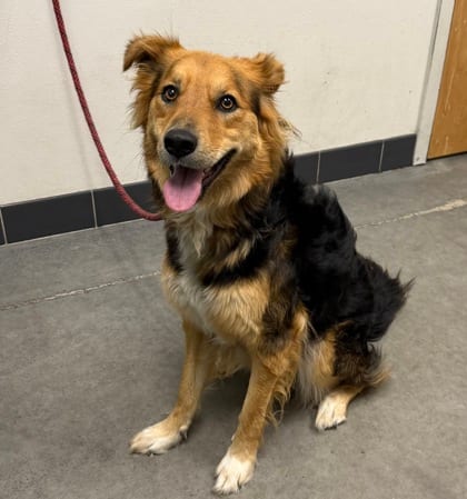 Photo of Sally Carrera, adoptable dog in Farmington, New Mexico