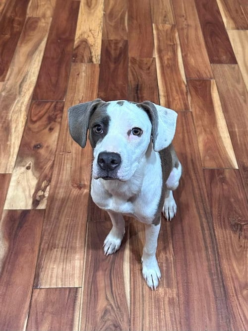 Photo of Xena, adoptable Terrier in Marine City, Michigan