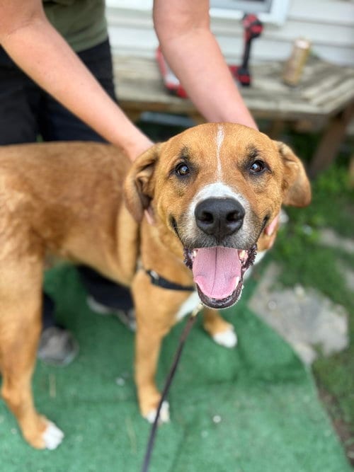 Photo of AC - Andy, adoptable Great Pyrenees in Brewster, New York