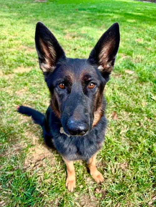 Photo of River 1, adoptable German Shepherd Dog in Baltimore, Maryland