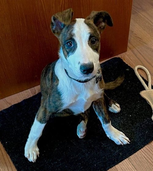 Photo of Blossom, adoptable Australian Cattle Dog/Blue Heeler in Sacramento, California