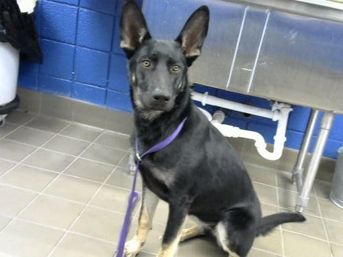 Photo of Susie, adoptable German Shepherd Dog in Albuquerque, New Mexico