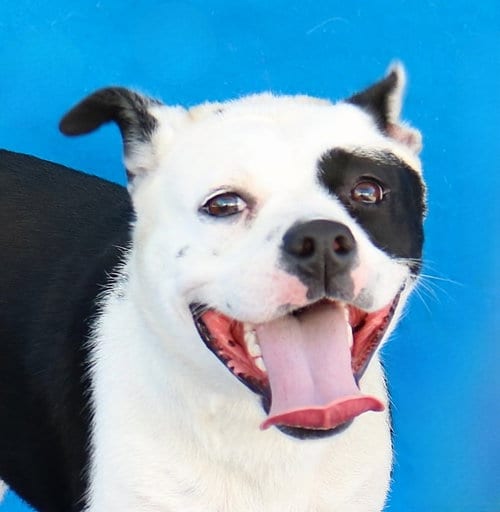 Photo of Itty Bitty, adoptable Terrier in Pasadena, California