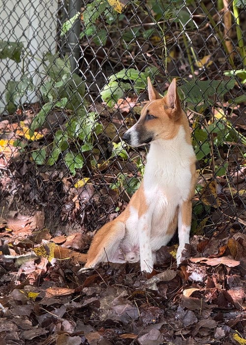 Photo of Finn, adoptable Terrier in Elmsford, New York