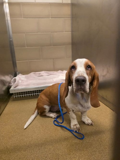 Photo of Peaches, adoptable Basset Hound in Grapevine, Texas