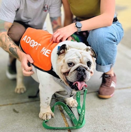 Photo of Dunkin, adoptable Bulldog in Oakland, California