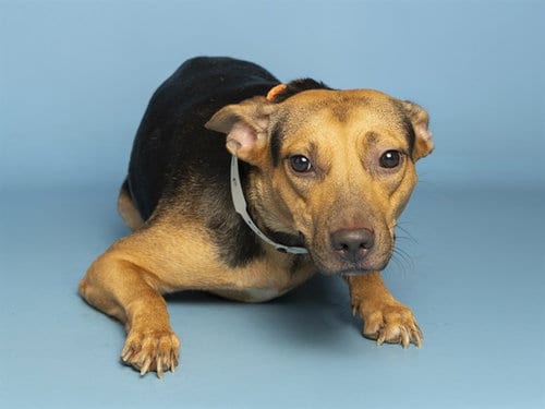 Photo of Cream, adoptable American Pit Bull Terrier in Phoenix, Arizona