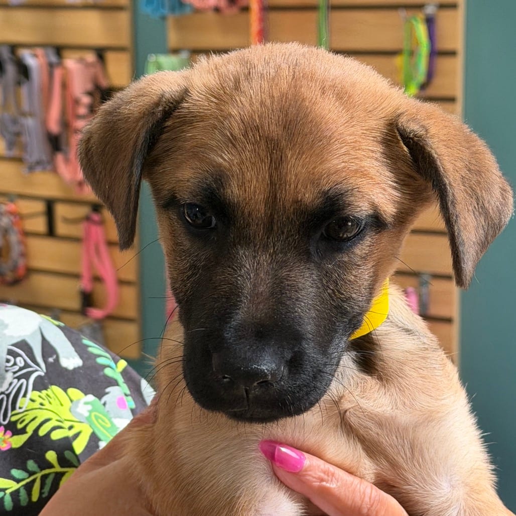 Photo of Stevie, adoptable Retriever in Columbus, Georgia