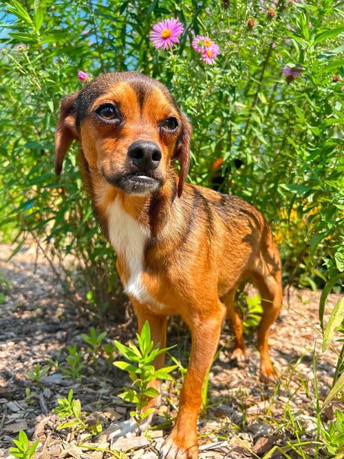 Photo of Widdle, adoptable Terrier in Elizabethtown, Pennsylvania