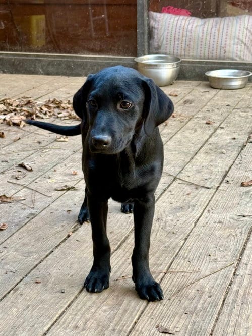 Photo of Rocky, adoptable Labrador Retriever in Texarkana, Texas