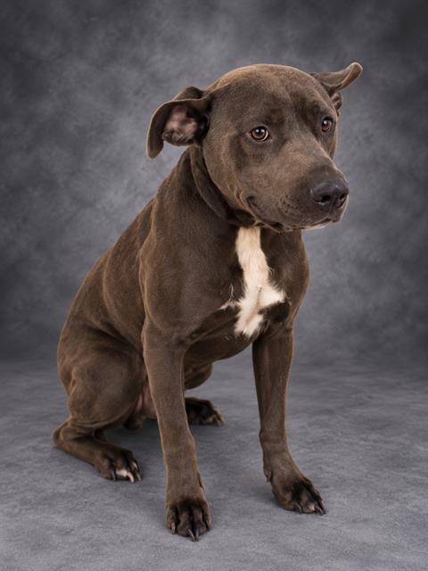 Photo of Miles, adoptable Bulldog in Winter Haven, Florida