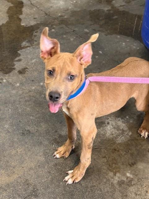 Photo of Hiro, adoptable Pit Bull Terrier in San Bernardino, California