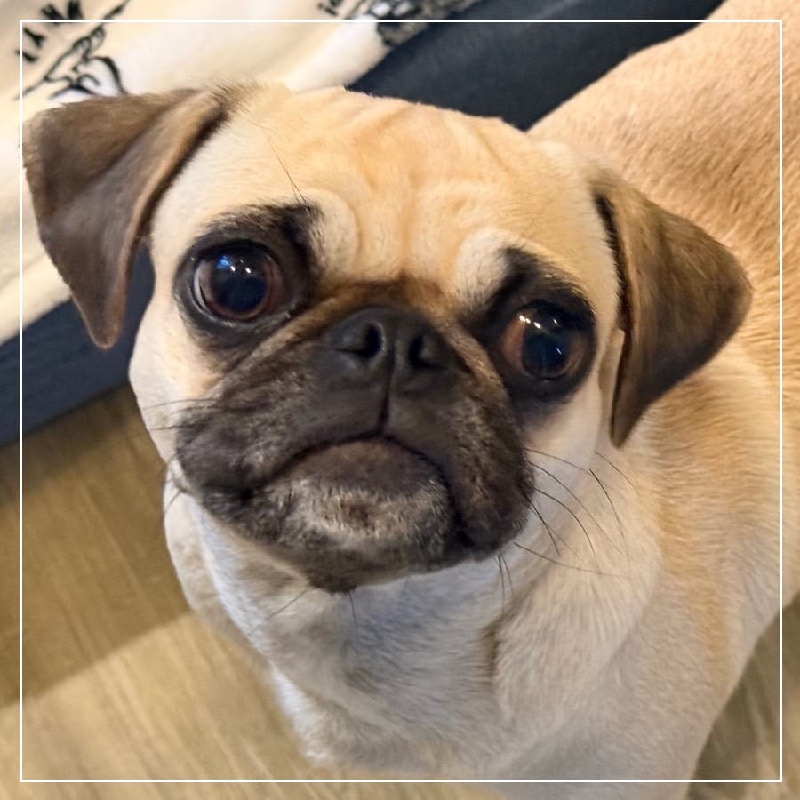 Photo of Minnie, adoptable Pug in California, California
