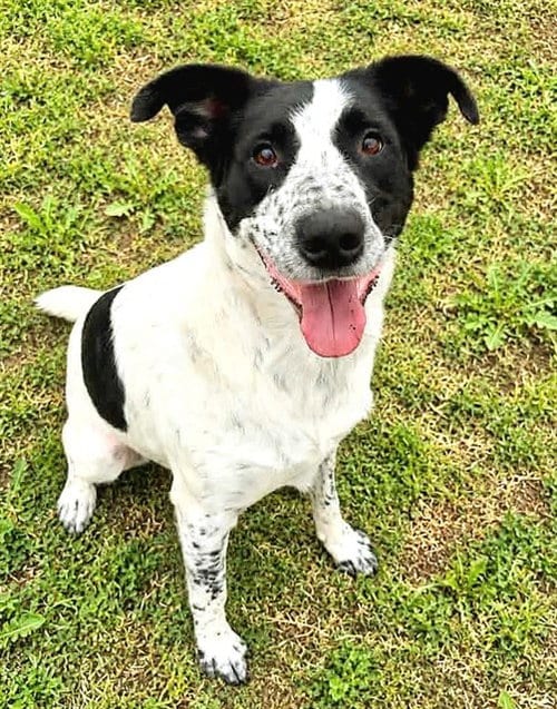 Photo of Finnegan (Finn), adoptable Australian Cattle Dog/Blue Heeler in Sacramento, California