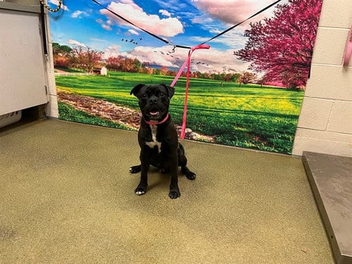 Photo of A554197, adoptable Pug in Moreno Valley, California