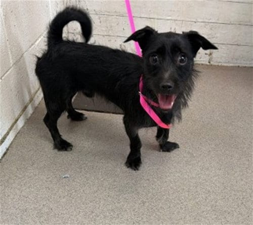 Photo of Earnie, adoptable Terrier in San Bernardino, California