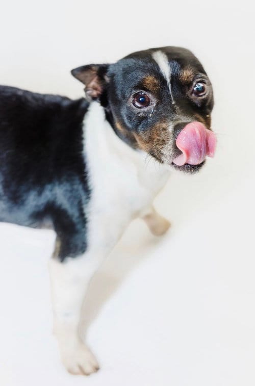 Photo of Prue, adoptable Chihuahua in York, South Carolina