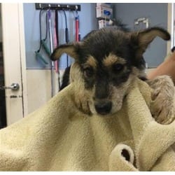 Photo of Mcqueen, adoptable Terrier (Unknown Type, Medium) in Jurupa Valley, California