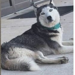 Photo of Aurora, adoptable Husky in Frederick, Maryland