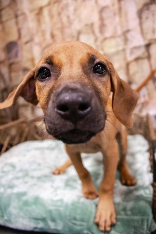 Photo of Nadia, adoptable Terrier in Dorr, Michigan