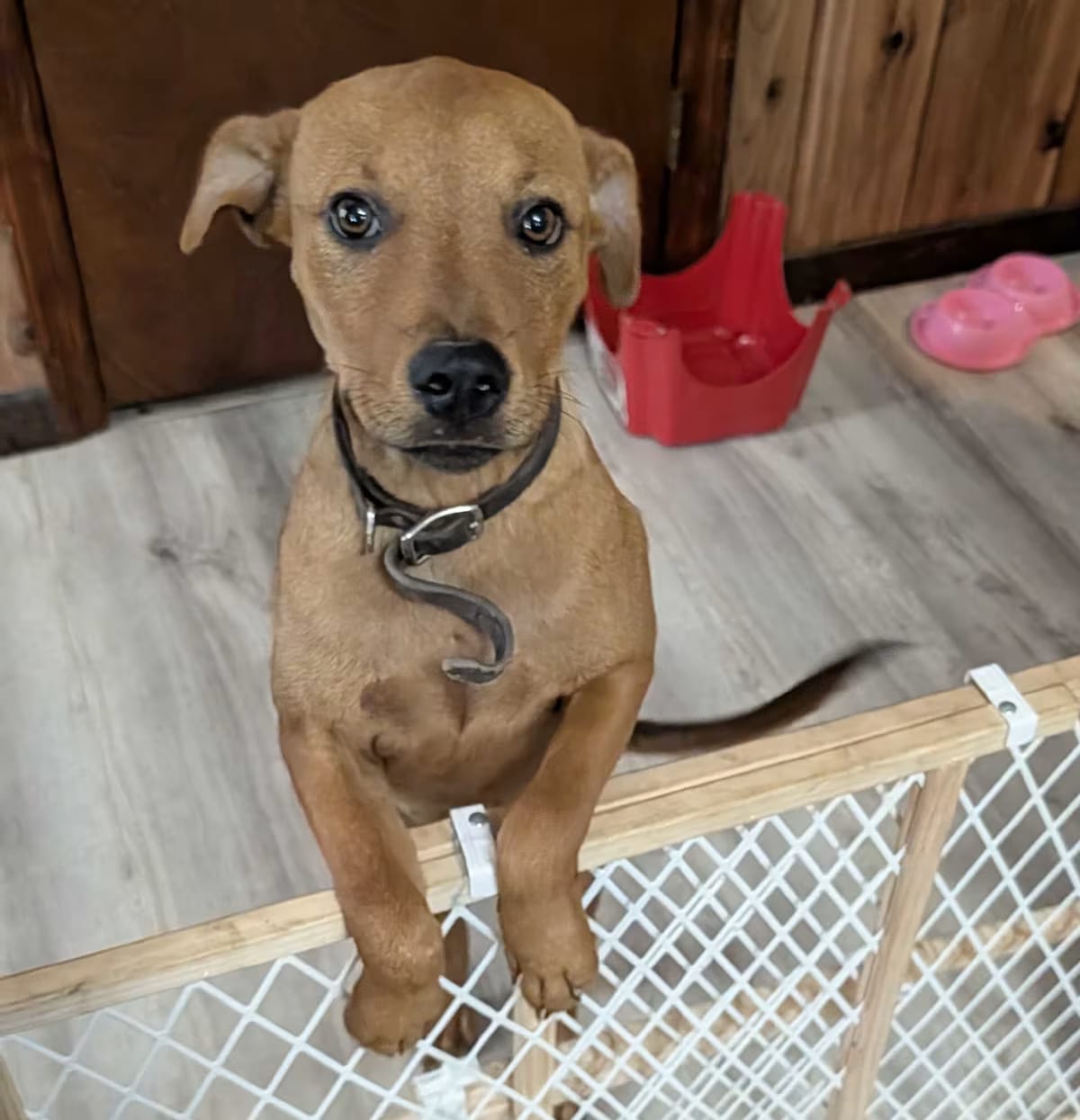 Photo of Penny, adoptable Redbone Coonhound Miniature Pinscher in Jesup, Georgia